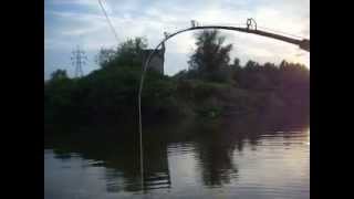 catfish fishing silurus glanis aksios river γουλιανος [upl. by Charie]