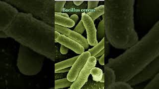 Bacillus cereus Grampositive rodshaped bacteria Sporeforming survive heat and drying [upl. by Guntar]