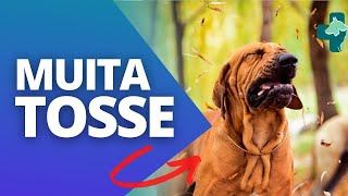 MEU CACHORRO TOSSE MUITO E VOMITA UMA ESPUMA BRANCA [upl. by Eddy]