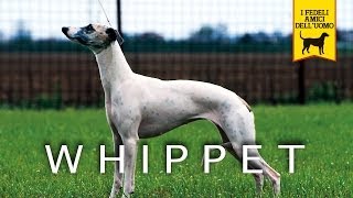 WHIPPET trailer documentario razza canina [upl. by Islaen78]