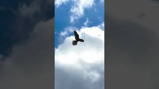 Torenvalk jagend  Common Kestrel Hunting [upl. by Schaaff]