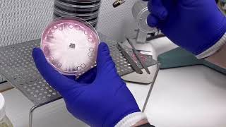 Mycology 101 Using an agar punch to transfer mycelium to a new agar plate [upl. by Adnyl495]