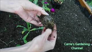 how to transplant gomphrena what do gomphrena plants look like [upl. by Malinowski878]