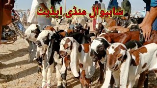 Sahiwal Mandi Update chhote bacche 1010 hazar mein sale BAHAWAL SHER Bakra TV [upl. by Helman]