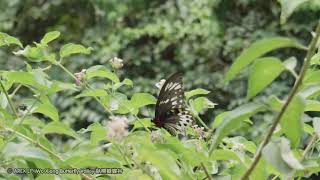 Troides Ornithoptera priamus richmondia [upl. by Ecinahc]