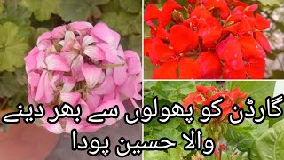 All About Geraniums Plants  How To Grow And Care Geraniums Plants [upl. by Manvel]