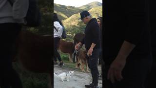 Cesar Millan the Cat Whisperer Full Vlog Out Now [upl. by Pius]