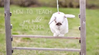 How to teach your rabbit to jump [upl. by Lledner88]