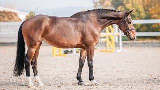 FOR SALE  Colombina  2016 Caruso x DIETWARD amateur friendly wwwsalesporthorsescom [upl. by Carissa]