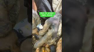 Yadda Zaku Shuka irin Ugwu How to plant Ugwu Seeds YouTubeMadeForYou shorts gudulleyfarms ugwu [upl. by Nevins]