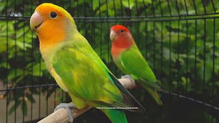 RosyFaced Lovebird Chirping Sounds  OrangeFaced Green Pied amp RedHeaded Green Opaline [upl. by Ttihw273]