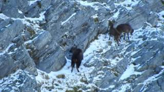 Arbor Rift Tahr Hunting  Landsborough Wilderness area [upl. by Aisetra]