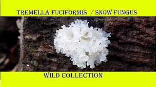 Tremella fuciformis  Snow fungus wild collection Hindi [upl. by Friedman]