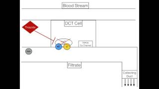 Thiazide Mechanism Of Action [upl. by Marfe216]