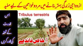 Top 5 health benefits of gokhuru  bhakra boti ke fayde  tribulus benefits in urdu  bhakra buti [upl. by Eiderf]