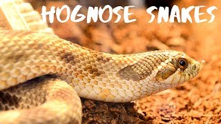 Western Hognose Snakes  Everything You Need To Know [upl. by Amara]