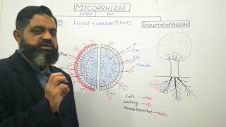 Mycorrhizae Urdu Hindi medium profmasoodfuzail Endomycorrhizae  Ectomycorrhizae  Mutualism [upl. by Suirtemid625]