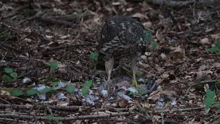 Junger Habicht rupft Sperber Young hawk plucks sparrowhawk [upl. by Aerda]