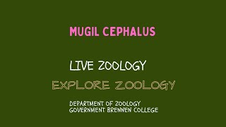 Mugil cephalus [upl. by Bruner689]