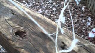 how to make a squirrel trap homemade squirrel trap [upl. by Ttelrats]