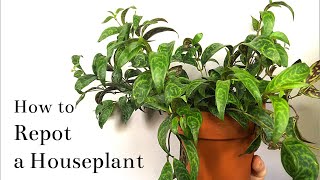 How to Repot a Houseplant [upl. by Koehler]