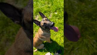 Belgian Malinois Military Working Dog Training [upl. by Kristof803]