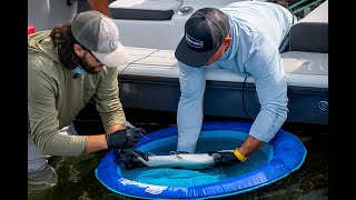 Drug Testing BONEFISH  Tagging and Testing Florida Keys Bones with Nick Castillo [upl. by Llesram]