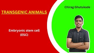 5 Embryonic Stem Cell ESC mediated gene transfer  Transgenic Animals [upl. by Marshal910]