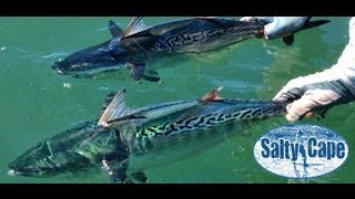 Cape Cod False Albacore Fishing [upl. by Arfihs]