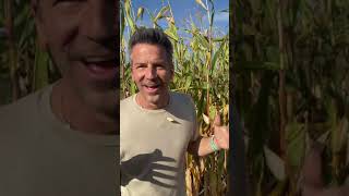 Dadosaur  Corn Maze King  Mannella Fam Unfiltered [upl. by Ariaek2]