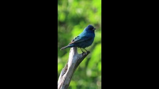 Indigo Bunting and False Blue Indigo nature birdwatching naturelovers birds wildlife flowers [upl. by Anrev983]