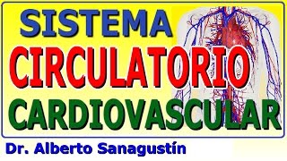 SISTEMA CIRCULATORIO  CARDIOVASCULAR explicado FÁCIL anatomía y fisiología [upl. by Nosinned]