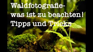 Waldfotografie  was ist zu beachten Tipps und Tricks [upl. by Samp]