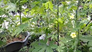 Paano Magtanim ng Ampalaya sa Paso How to Grow Bitter Gourd in Container  With English Subtitle [upl. by Elletnwahs294]