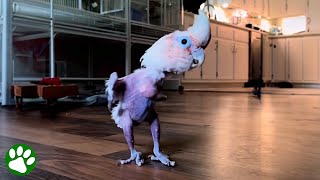 Rescued parrot loves to dance [upl. by Raybourne]