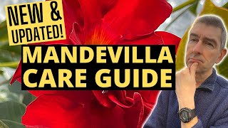 Growing MANDEVILLA Indoors  NEW amp UPDATED Care Guide [upl. by Lirva]