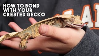 5 TIPS THAT WILL MAKE YOUR CRESTED GECKO LOVE YOU [upl. by Nylleoj516]