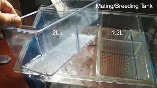 Zebrafish mating  breeding tanks 12L and 2L introduction [upl. by Oecam]