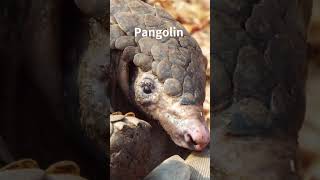 Pangolin rolling into a ball amp walking shorts animals rareanimal [upl. by Aramit301]