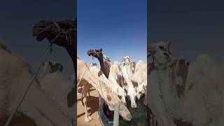 सऊदी अरब  camel vlog travelcamel dailyvlog ytshorts shortsfeed drinking [upl. by Angel]