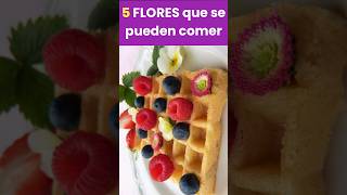 Flores Comestibles para tus platillos 😍 [upl. by Yi]