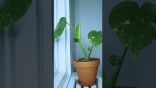 Monstera Deliciosa Variegata Thai Constellation Timelapse 🌱monstera variegatedmonstera [upl. by Aeki]