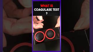 Coagulase Test  Clear explain [upl. by Merritt]