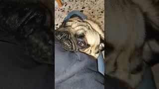 Carlino pazzo carlino puglife puppy pug funny [upl. by Roselle]