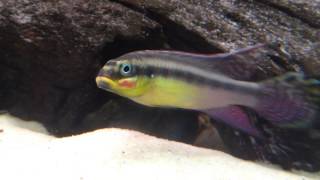 Pelvicachromis Taeniatus Moliwe [upl. by Innob]