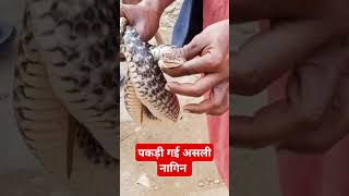 पकड़ी गई असली नागिन। Nagin Short Viral Funny Status Snake Treding [upl. by Bibi]