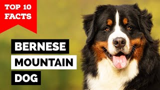 Bernese Mountain Dog  Top 10 Facts [upl. by Rutherford16]