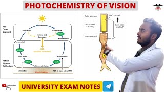 Photochemistry Of Vision  Walds Visual Cycle  Special Sense Physiology [upl. by Grantland]