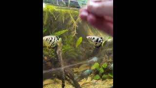 Giving the archer fish their snackages [upl. by Rubi]