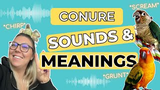 Conure sounds behaviours and meanings [upl. by Clute802]